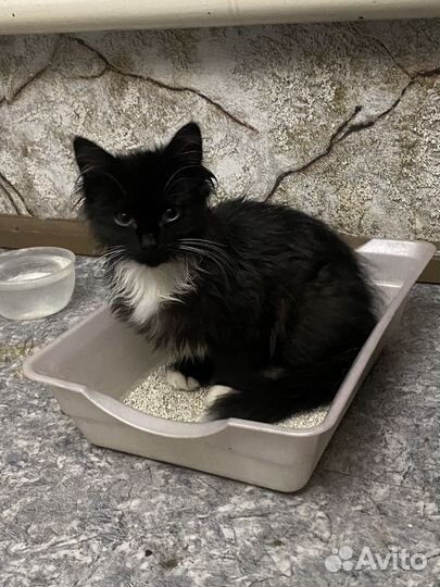 Котенок в добрые руки