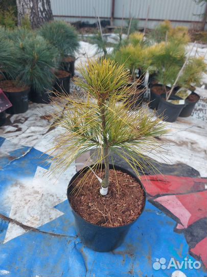 Сосна Веймутова Луи(Louie) С4 30-40см