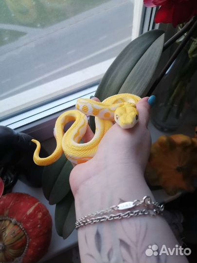 Фигурка Derri Animals. Тигровый питон