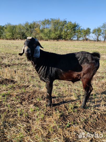 Козлики Битало-нубийские