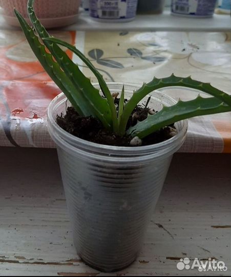 Алоэ столетник