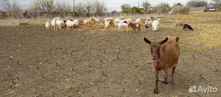 Продам коз или меняю