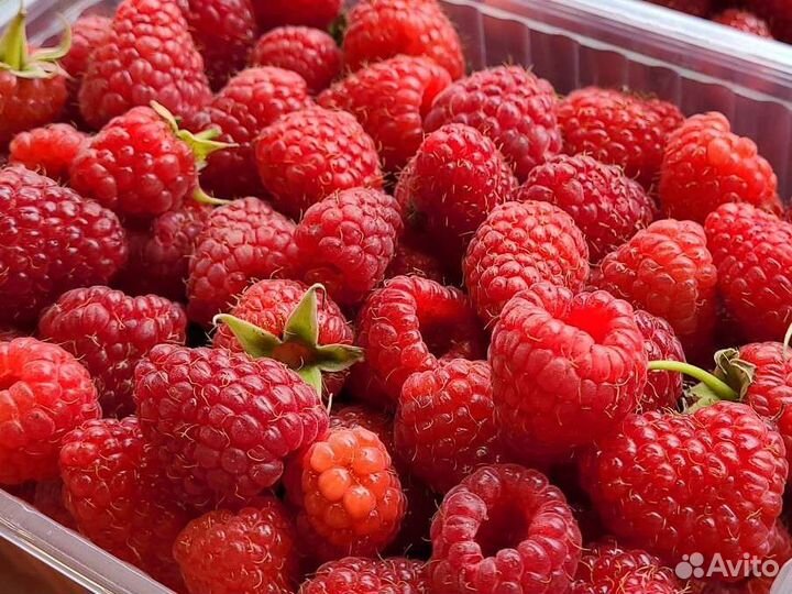 Черника, клубника