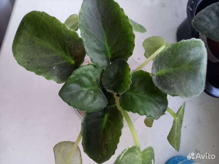 Фиалки(детки)