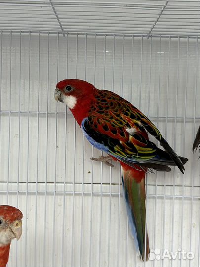 Попугай розелла