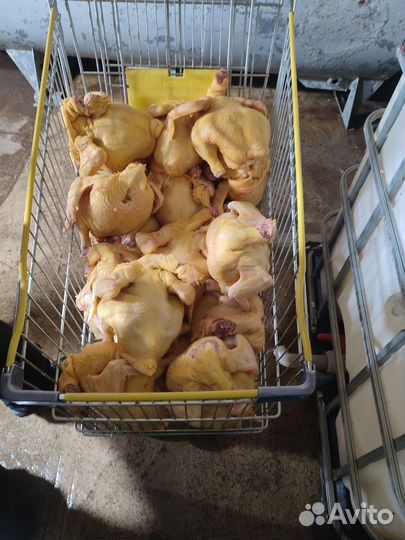 Куры халяль оптом