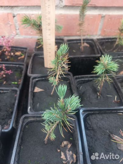 Ель голубая Глаука