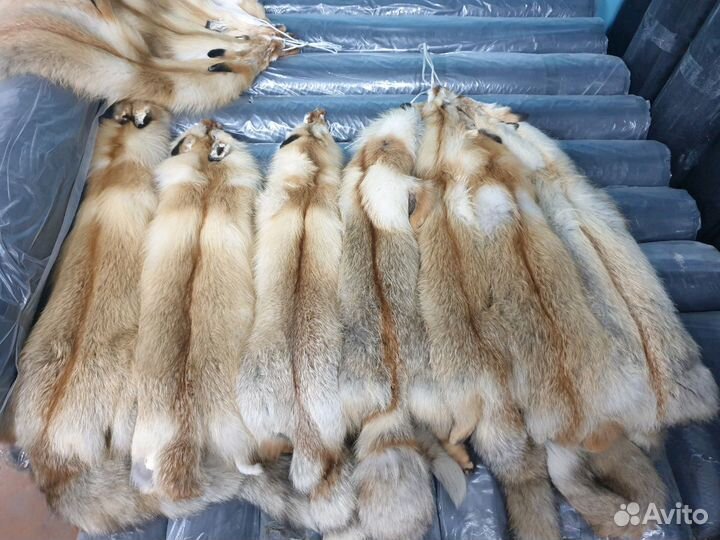 Мех лисы шкура лисы