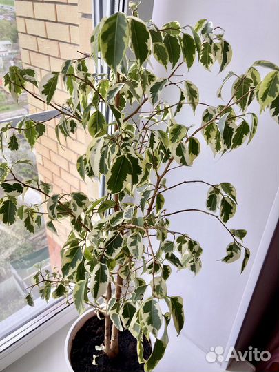 Фикус бенджамина пестролистный