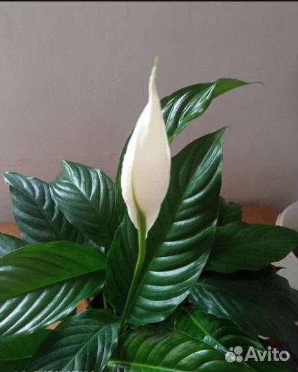 Спатифиллум