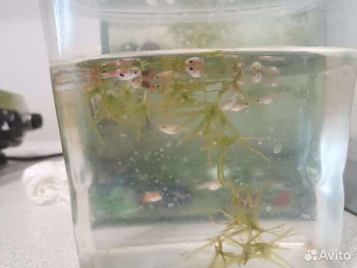 Рыбки Гуппи, 10 штук