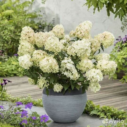 Гортензия Петит Стар Petite Star