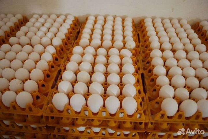 Инкубационное яйцо бройлер, утка, перепел