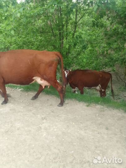 Корова дойная с теленком