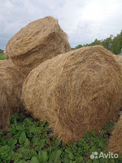 Сено в тюках