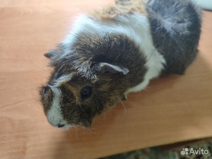 Морская свинка скинни