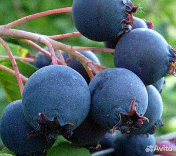 Ирга Ломарка