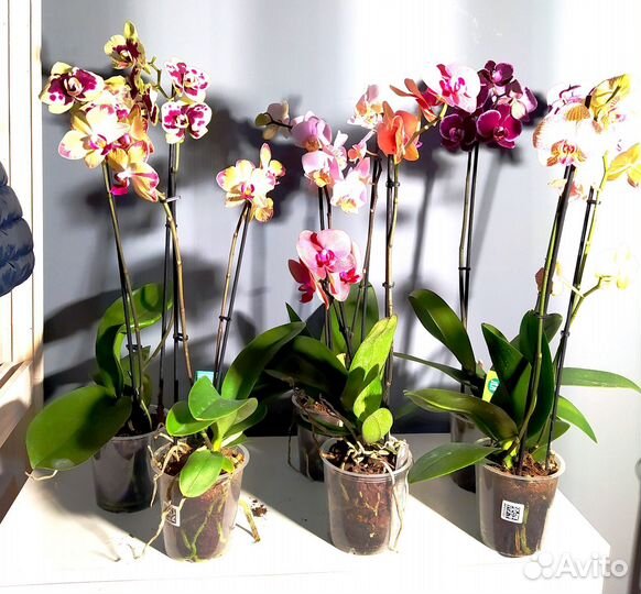 Орхидея фаленопсис, цветы, растения. Отправляю