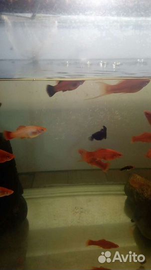 Рыба гурами жемчужный,пецилия,меченосец, молинезия