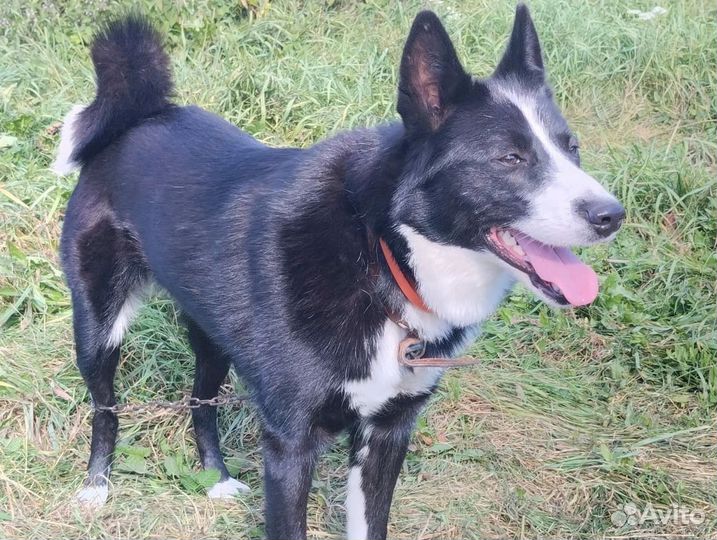 Русско европейская лайка