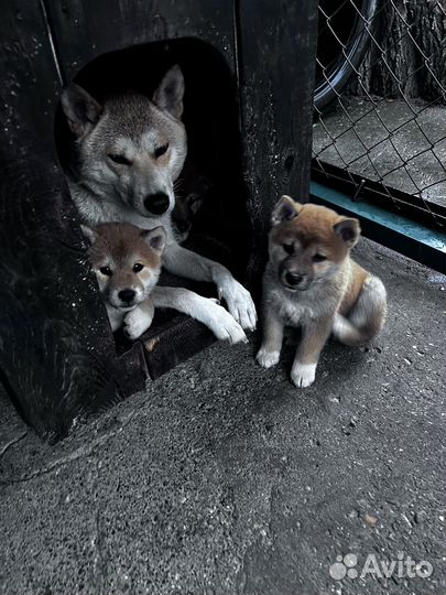 Сиба-ину щенки