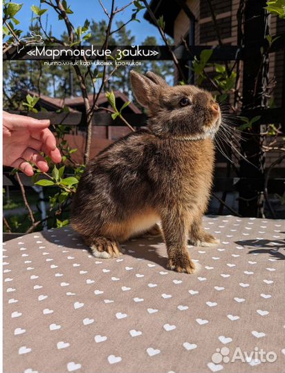 Карликовые крольчата minilop из питомника