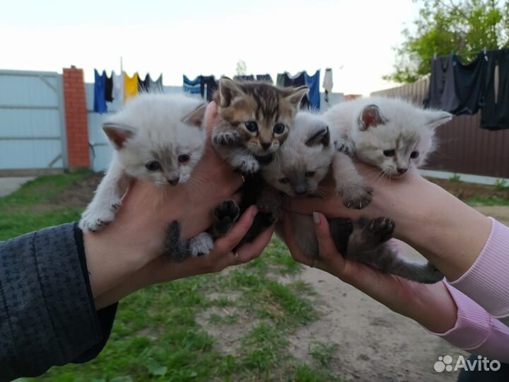 Невская маскарадная