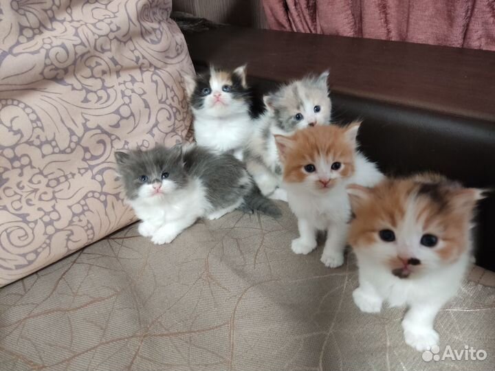 Котята