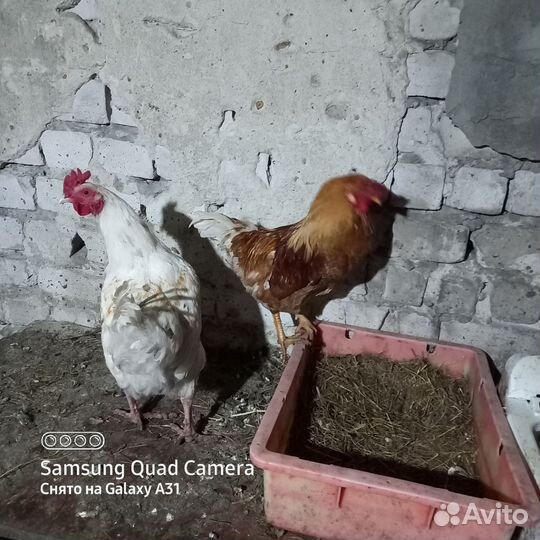 Петух