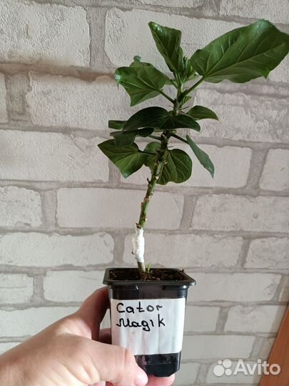 Комнатные растения и цветы