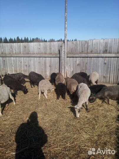 Овцы ягнята оптом или поштуно цена договорная