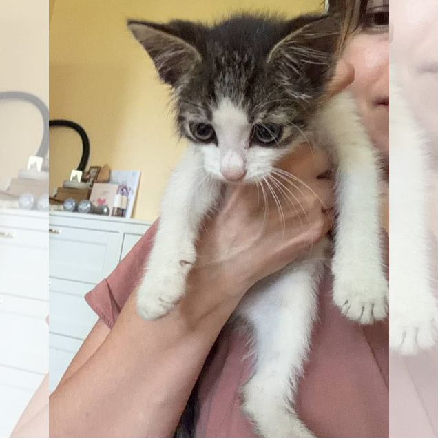 Котёнок в добрые руки