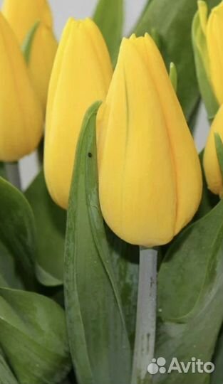 Тюльпаны к 8 марта