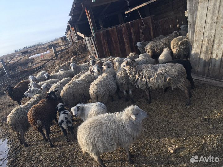 Овцы, бараны и ягнята