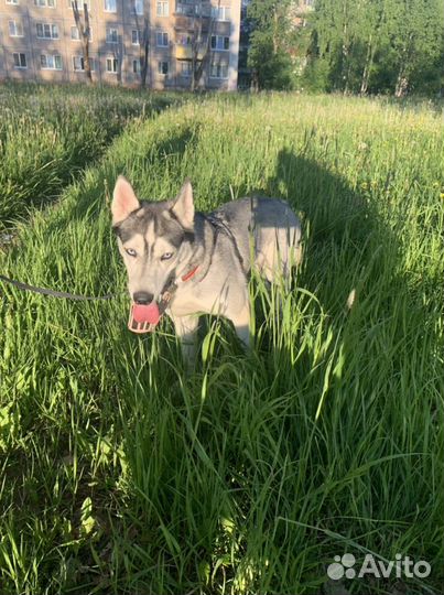 Выгул собак,передержка