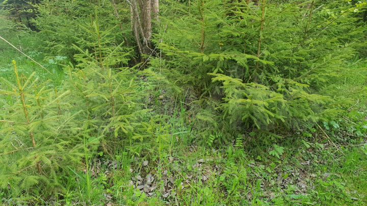 Участок 4,4 га (СНТ, ДНП)