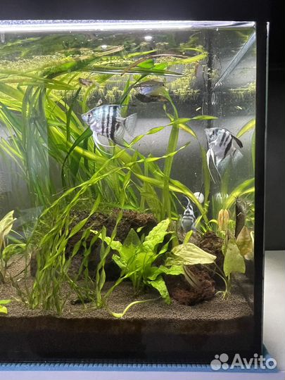 Аквариум