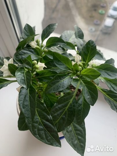 Перчик острый декоративный