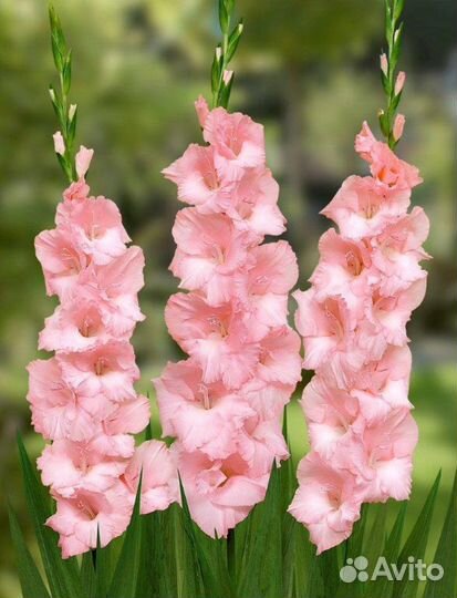 Гладиолусы луковицы