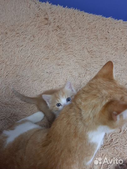 Котенок мальчик рыжий