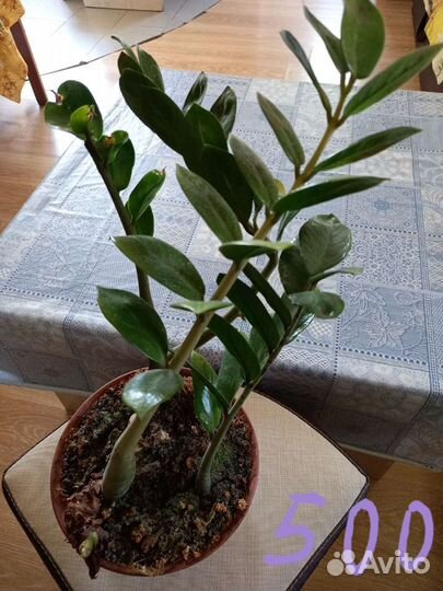 Комнатные цветы шефлера