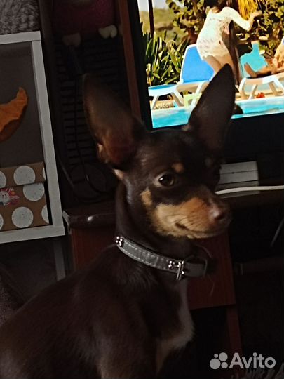 Вязка собак той терьеров