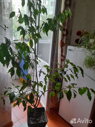 Фикус бенджамина