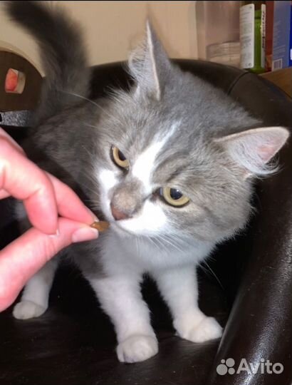 Кот котенок