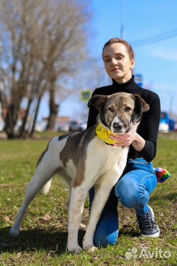 Собаки бесплатно