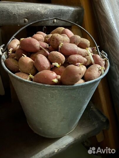 Семенной картофель