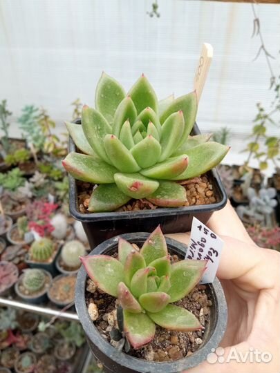 Эхеверия суккуленты