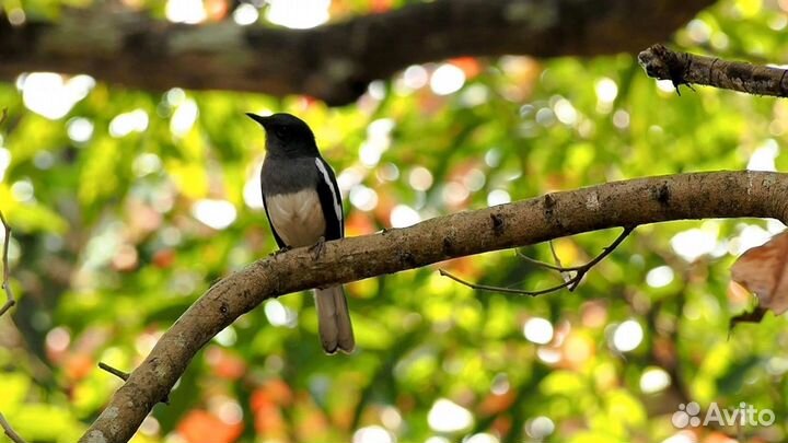 Olympus M.Zuiko ED 40-150mm f/4.0-5.6 R+Коробка+