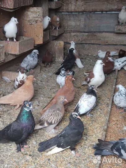 Продам Николаевских голубей