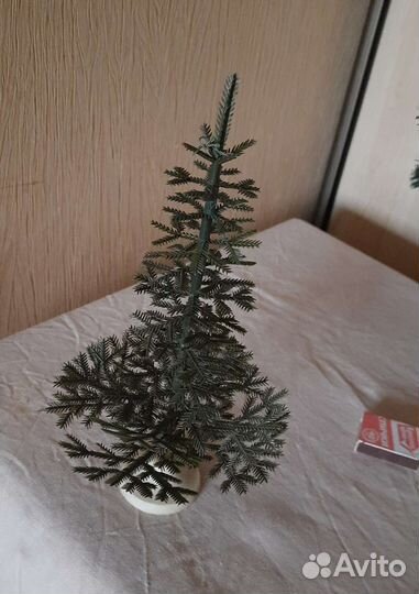 Ель малютка, СССР и современная